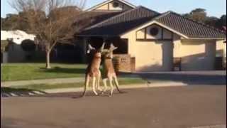 Meanwhile in Australia, Two Kangaroos are just having fun!