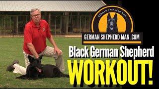 Black German Shepherd Exercise Routine w/Major & GSM