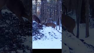 Brawling deer bucks on the leaf pile! #shorts #nature #animals #wildlife