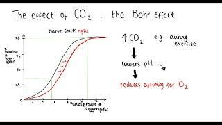 Haemoglobin (oxygen dissociation curve, Bohr effect, adaptations) | A Level Biology
