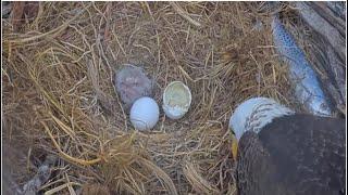 Captiva Eagles ~ Welcome To The World CE12   Connie & Clive Greet New Hatchling! 12.24.24