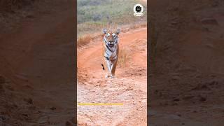 Tigress Ka Walk Jo Bollywood Actress Ko Bhi Piche Chod De Maya Tigress | Tadoba Tiger Reserve