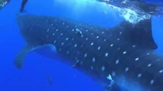 Massive Whale Shark Crashes Into Diver!