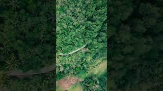 Hutan Pinus Jalan Ngalian - Kalidadap Wadaslintang | Drone View