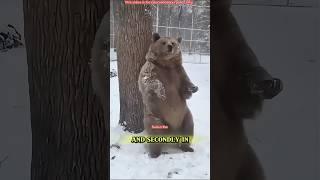 Is this Bear Dancing