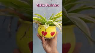 Spider Plant Care #spiderplant #plants #indoorplants #houseplants #shorts