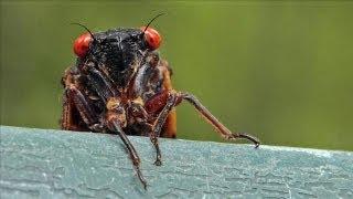 Five Things Cicadas Won't Say