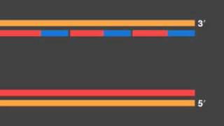 Telomerase