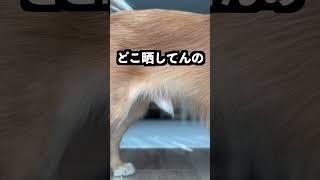 寝言で「散歩」って言ったら必死すぎた！ #shorts