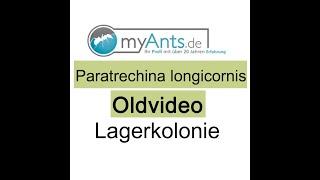 paratrechina longicornis