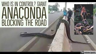 Who is in control? Giant Anaconda Blocking the road