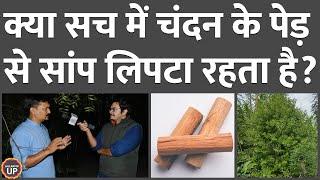 खुश्बू नहीं, इस वजह से सांप चंदन के पास रहना पसंद करते हैं | Sandalwood Cultivation