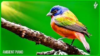 Beautiful Relaxing Music With Bird Sounds  Piano Music, Positive Energy For Morning, Study and Work