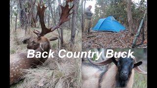 Back Country Buck - A Fallow Deer Hunt in New South Wales