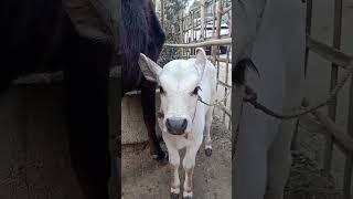 Cute baby cow sound