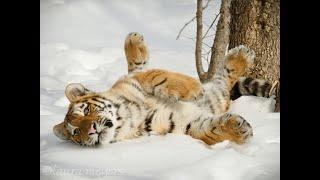 Siberian Tiger Quest   PBS NATURE Documentary