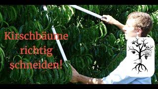 Pruning cherry trees correctly - cherry tree pruning explained easily