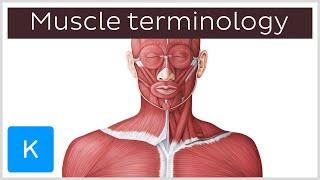 This is how you name muscles | Anatomical Terms Pronunciation by Kenhub