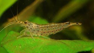 The Amano shrimp, Caridina multidentata-Species Spotlight