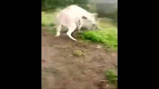 Amazing Donkey meeting pig - Funny Donkey and pig mating - XNXX