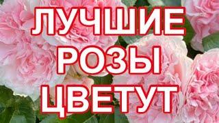 РОЗЫ. ЛУЧШИЕ РОЗЫ МОЕГО САДА ЦВЕТУТ, КРАСИВЫЙ САД БЕЗ ЗАМОРОЧЕК.