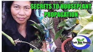 SECRETS TO HOUSEPLANT PROPAGATION