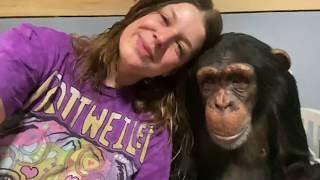 MORNING ROUTINE with SUGRIVA the CHIMPANZEE ️