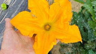 fiori di zucca in congelatore e prepara un pesto con il basilico. Delizioso