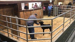 Livestock Auction - New Buyer Over Pays Hundreds! Another Great Day at the Auction Bought 8!