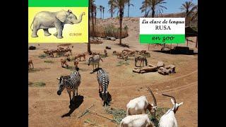 Lengua rusa. Aprendemos ruso! La clase de lengua rusa. En zoolо́gico. В зоопарке.