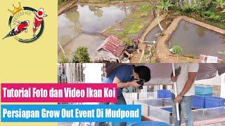 INI NIH CARA MUDAH FOTO DAN VIDEO IKAN KOI!!!!! PERSIAPAN UNTUK GROW OUT EVENT DI MUDPOND!!!