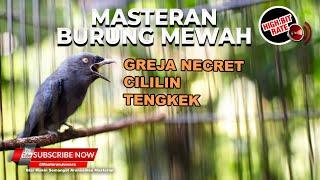 Masteran Cililin Tengkek Greja Necret Materi Srigunting Abu Abu Gacor Kristal