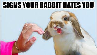 10 Signs Your Rabbit HATES you