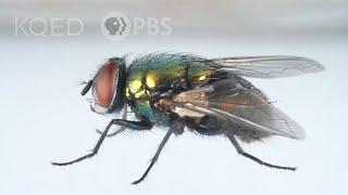 Here’s How That Annoying Fly Dodges Your Swatter | Deep Look