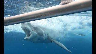 Shark cage diving - Port Lincoln Calypso Star Charters