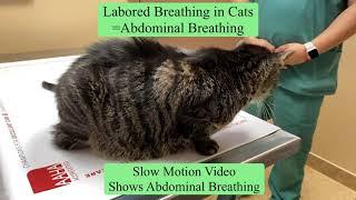 Cat Labored Breathing ?