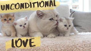 British shorthair cat Apollo hissing and protecting his kittens