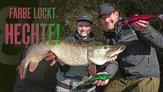 Attract and catch pike with colored bait fish! 