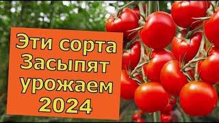 Сейчас они дешевые, успей купить эти Томаты. Самые Урожайные сорта томатов. Лучшие сорта томатов.