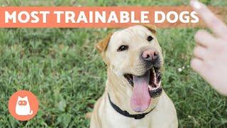 EASIEST to TRAIN DOG BREEDS  Top 10