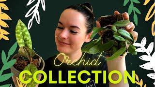 MY ENTIRE ORCHID COLLECTION | 10 + Orchids