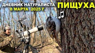 Дневник натуралиста. 8 марта 2025 г.