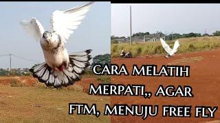 cara melatih ftm, sebelum menuju free fly,merpati hasil silangan Jawa sungut x merpati pos