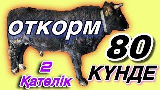 80 Күнде БҰҚА бордақылау! Тез семірту.