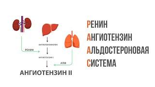 Ренин-ангиотензин-альдостероновая система, принцип работы. Патогенез артериальной гипертензии.