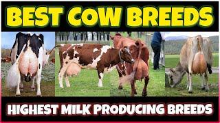 Highest Milk Producing Cow Breeds: Holstein, Jersey, Guernsey, Brown Swiss, Ayrshire