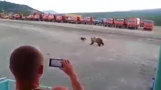 Медведь пытается открыть общагу вахтовиков.