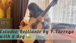 Estudio Brillante by F.Tárrega with a dog