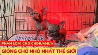 Phân Loại Chó Chihuahua - Giống Chó Đanh Đá Nhất Thế Giới - Phương Cún TV