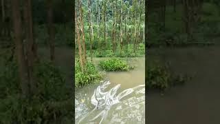 My family trees land covered by flooding water